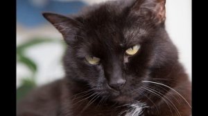 мурчание кота. приятное мурлыканье кошки для сна под музыку слушать онлайн бесплатно включить