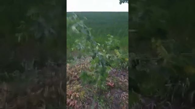 Заказать саженцы магнолии в Киевской области, уход за магнолией смотреть онлайн