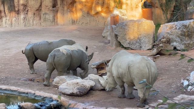 Бергамо: зоопарк и старый город смотреть онлайн