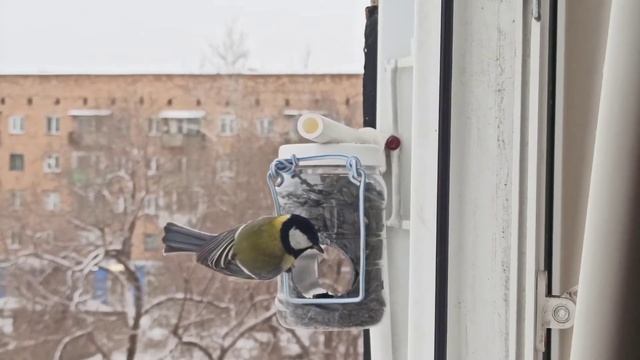 Синицы на кормушке.