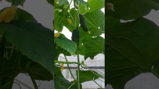 Магдалена F1 партенокарпический огурец компании Seminis смотреть онлайн