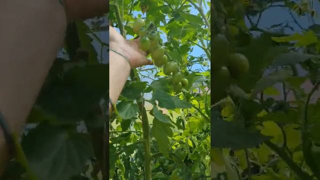 Томат Черри Ира от Семко смотреть онлайн