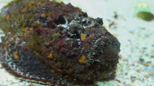 Рыба камень интересные факты, обитатели океанов, бородавчатка