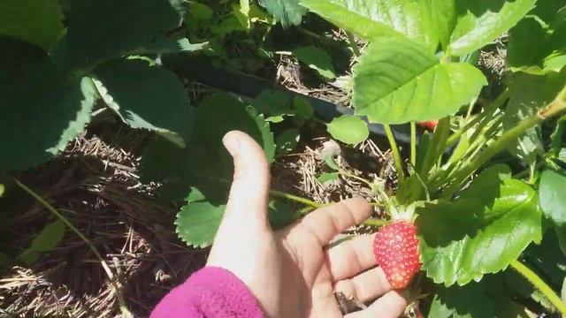 27 мая 2018 Аннабель начинает собирать урожай клубники смотреть онлайн