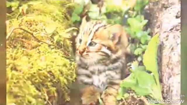 Животные и их жизнь смотреть онлайн