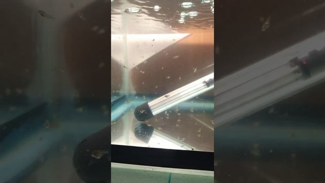 Разведение скалярий в домашних условиях #16-19 смотреть онлайн
