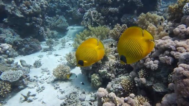 Масковая рыба-бабочка. Masked butterflyfish смотреть онлайн