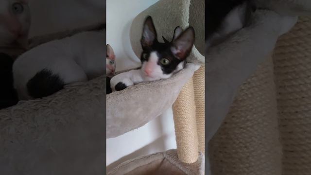 Fionn is 3 month old!!! смотреть онлайн