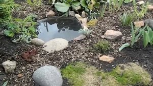 Как я сама сделала маленький прудик на даче