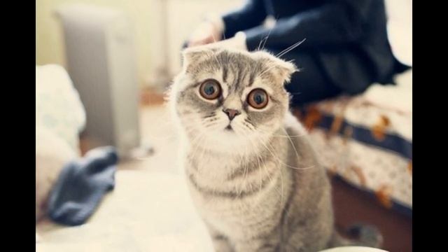 САМЫЕ КРАСИВЫЕ КОТИКИ В МИРЕ THE MOST BEAUTIFUL CATS IN THE WORLD смотреть онлайн