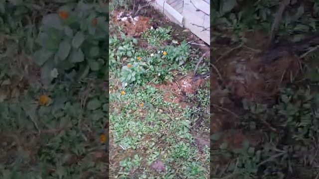 Моя дача,осень,ноябрь сезон заканчивается,очень грустно