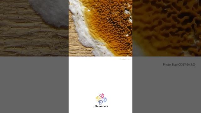 Dry rot (Serpula lacrymans) | Shape | Practical Short Profile | Shroomers смотреть онлайн