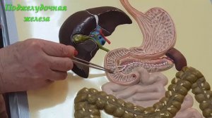 Поджелудочная железа, ее функции и заболевания.