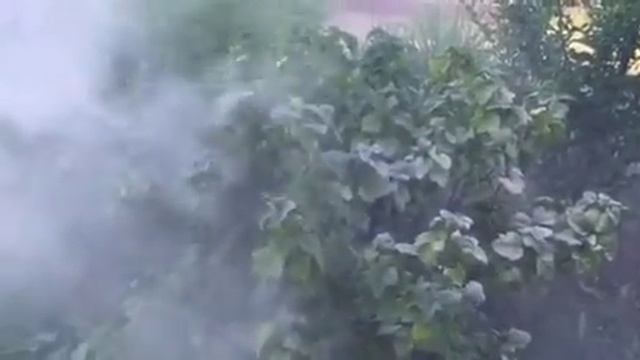 Обработка ЭКОКИЛЛЕРОМ растений от садовых вредителей смотреть онлайн