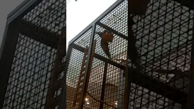 Сине-жёлтый ара из артека. (Д/л Морской) смотреть онлайн