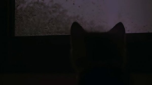 Sad video with a cat?️