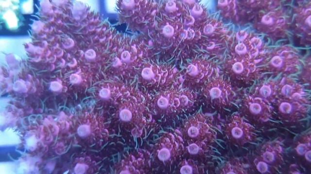 Acropora hyacinthus. смотреть онлайн