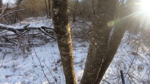 Работа русско-европейских лаек по лосю |Die Arbeit der russisch-europäischen Elchlacke смотреть онлайн