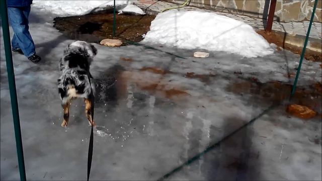 Австралийская овчарка, Модный Стиль Диас смотреть онлайн