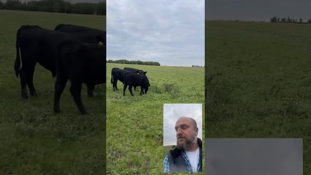 Быки Ангусы на пастбищах смотреть онлайн