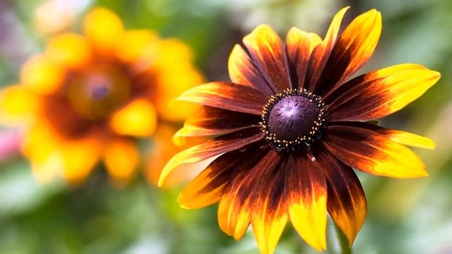 Самые красивые виды цветов смотреть онлайн