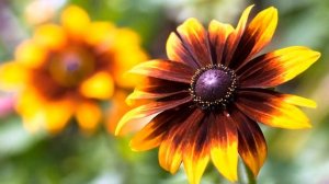 Самые красивые виды цветов