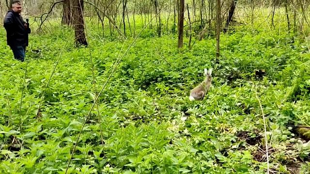 Мазай! Заяц уплыл! Выпуск зайчат и установка фотоловушек смотреть онлайн