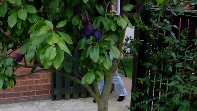 PJ50 смотреть онлайн