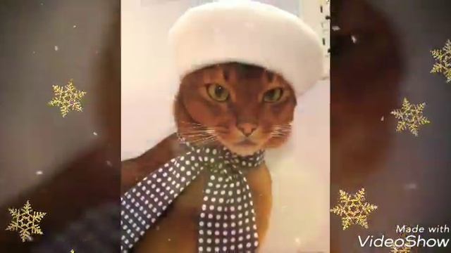 Кошки в новогодних костюмах. Котики в одежде, красивая подборка. смотреть онлайн