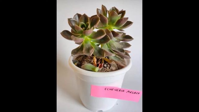 Echeveria Melaco Succulent Plant смотреть онлайн