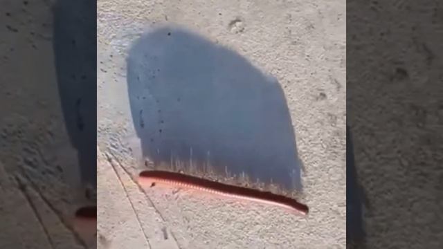 Send me on millipede way смотреть онлайн