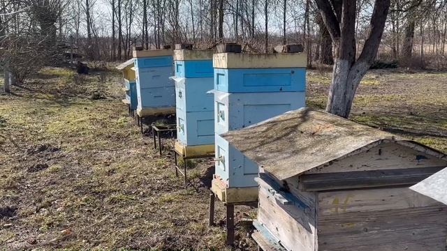 ФУНДУК в БЕЛАРУСИ.ТЕРЯЕМ ЧАСТЬ УРОЖАЯ.СОРТ КАТАЛОНСКИЙ ПОДБИРАЕМ ЛУЧШИЕ ОПЫЛИТЕЛИ смотреть онлайн