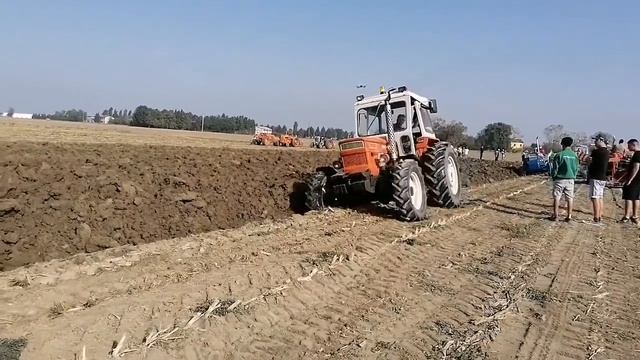 Ploughing Competition In Italy | Fiat 850 | Fiat 1000 Dt | Fiat 1300 Dt