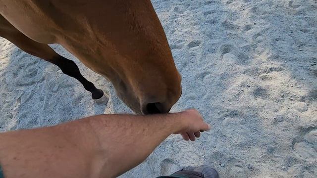 Early Morning Playtime With All The Horses смотреть онлайн