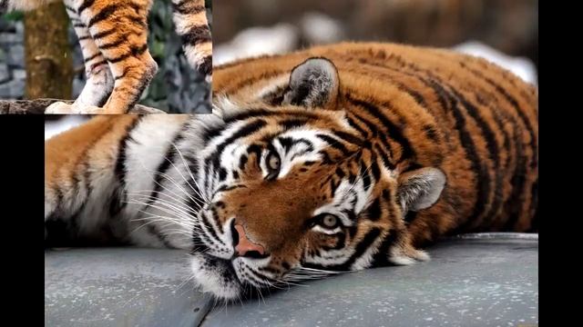 Амурский тигр. Образ жизни и среда обитания амурского тигра смотреть онлайн