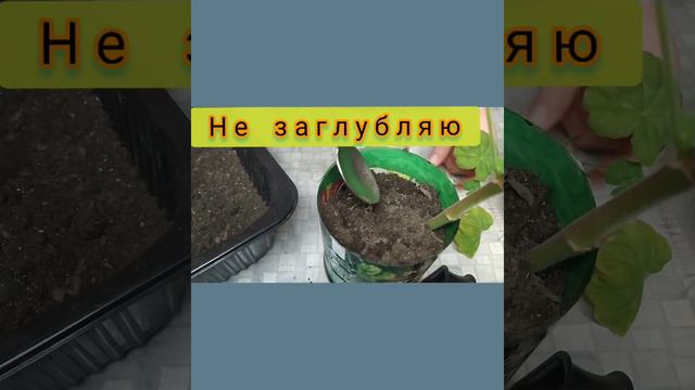 пеларгония зональная смотреть онлайн