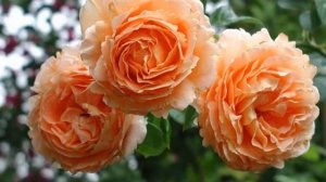 Роза Полька (Polka) — особенности популярного цветка