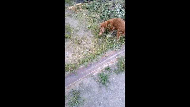 Английский кокер спаниель. смотреть онлайн