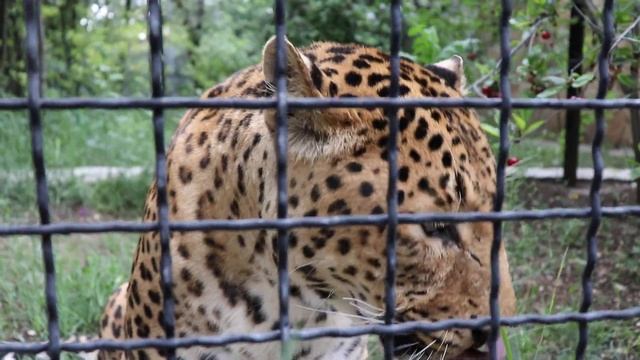 Крупный,красивый Бонопарт кушает как барон! Тайган. A large handsome Baron eats like a Baron! Taiga смотреть онлайн