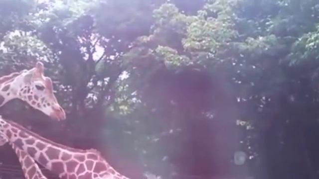 Animal Mating Breeding : Different Animals смотреть онлайн