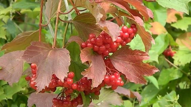 Viburnum opulus 2 смотреть онлайн