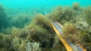 Подводная охота на лобана с заманухой. Черное море