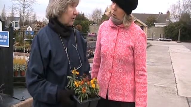 Wall Flowers and Polyanthus смотреть онлайн