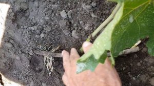 Размножение Винограда Отводком Прошлогодней Лозы