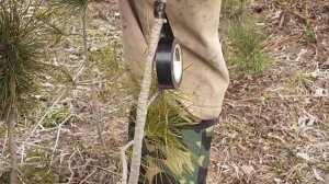 Весенняя прививка кедр на кедр сибирский.