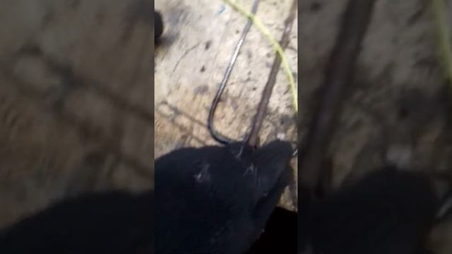 Трезубец для подводной охоты своими руками смотреть онлайн