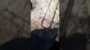 Трезубец для подводной охоты своими руками