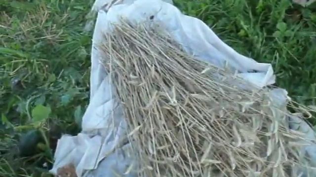 Выращиваю рожь в Ленинградской области 1 часть. смотреть онлайн