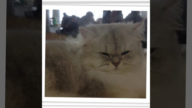 Выставка котов - Харьков смотреть онлайн