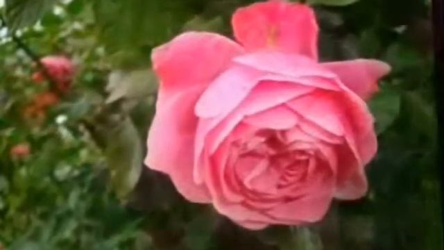 Оле с днем рождения.wmv смотреть онлайн